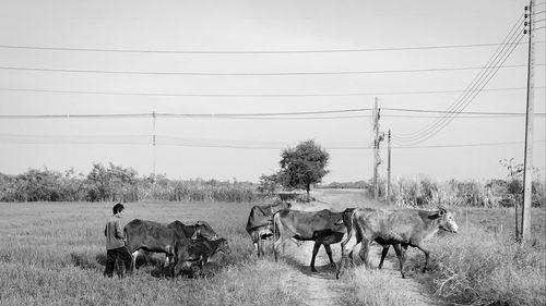 Cattle on field.