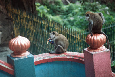 Monkey sitting on ledge eating