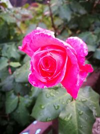 Close-up of wet pink rose blooming outdoors