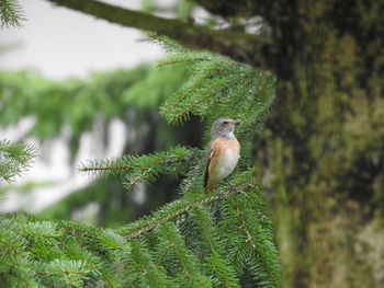 Close-up of bird perching on tree