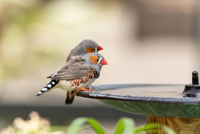 Close-up of bird perching on feeder