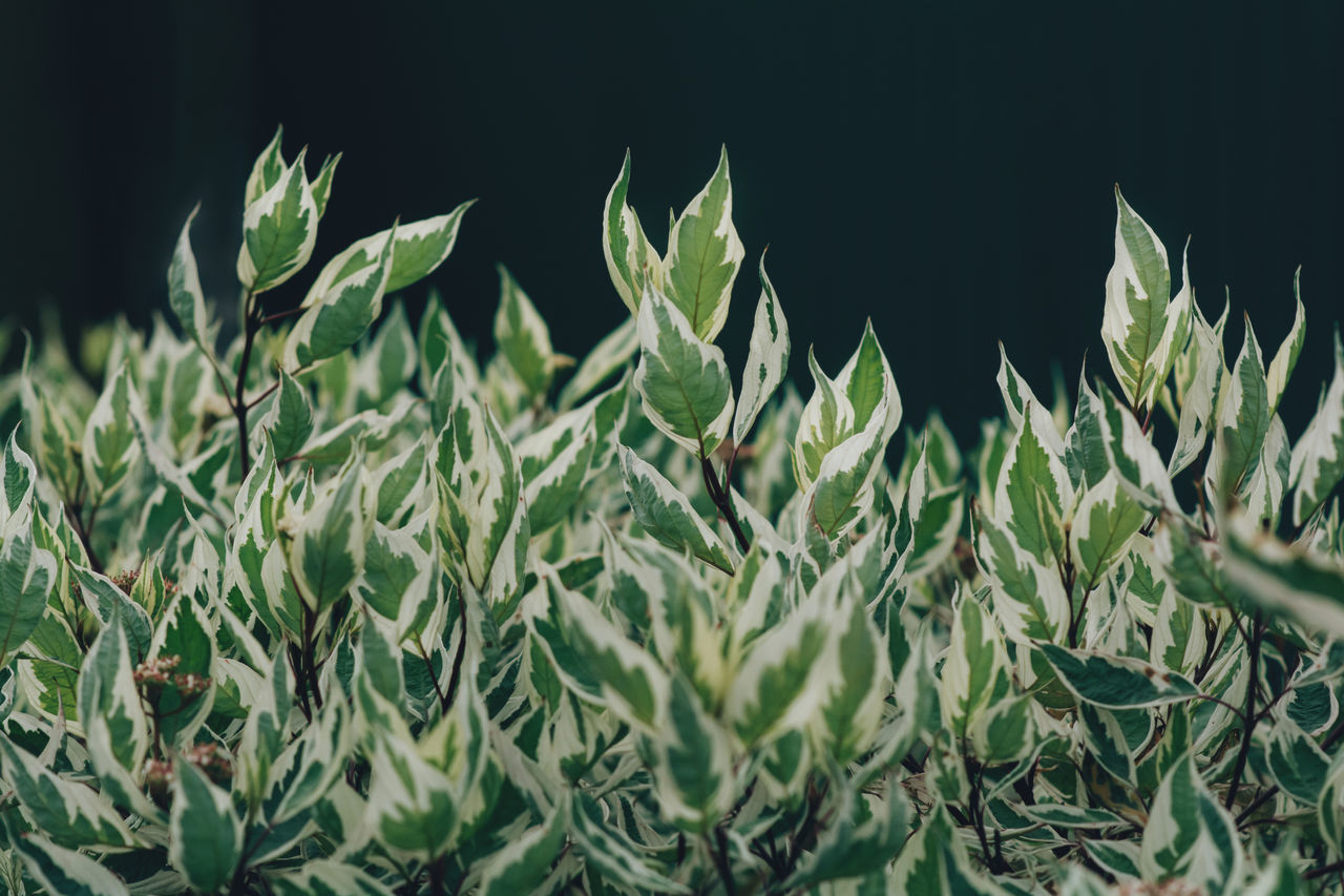 CLOSE-UP OF FRESH GREEN PLANTS