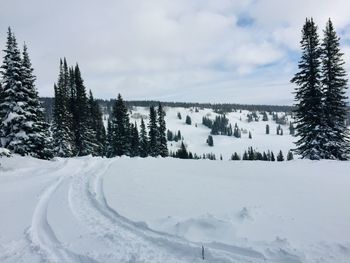 Snow covered land and trees against sky