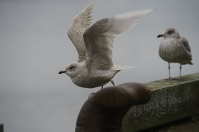 Close-up of seagull flying