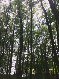 Low angle view of bamboo trees in forest