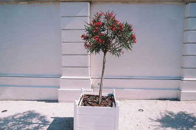 Potted plant against wall
