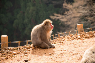 Monkey sitting on rock