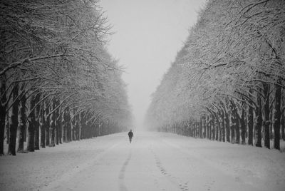 Road amidst bare trees during winter