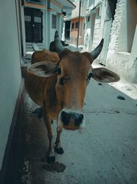 Close-up of cow