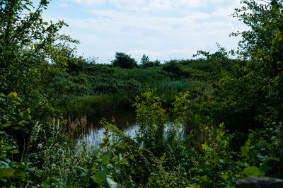 Scenic view of lake amidst trees in forest against sky