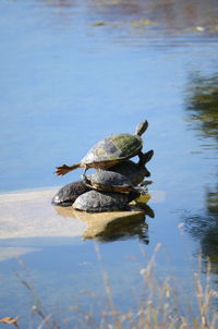 Turtle in a lake