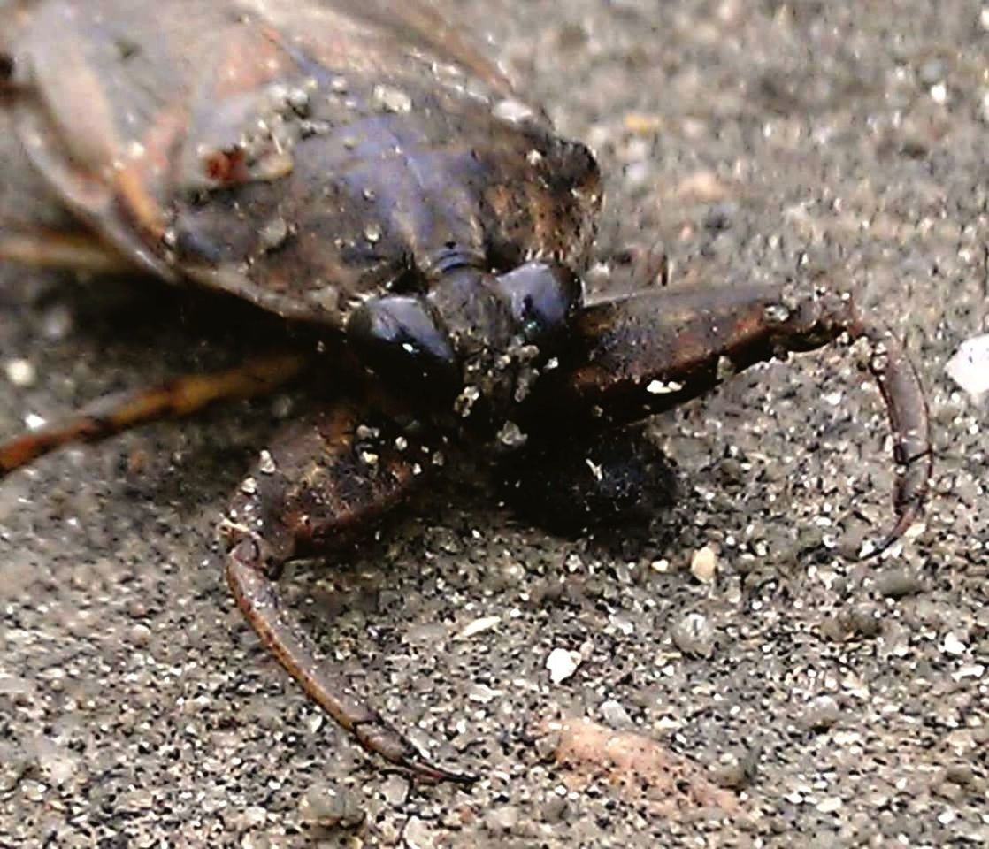 CLOSE-UP OF GRASSHOPPER