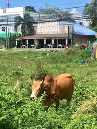 Cows on field against sky