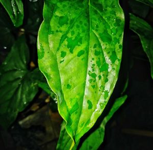 Close-up of raindrops on leaf