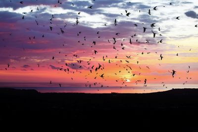 Flock of birds flying over sea against sky during sunset