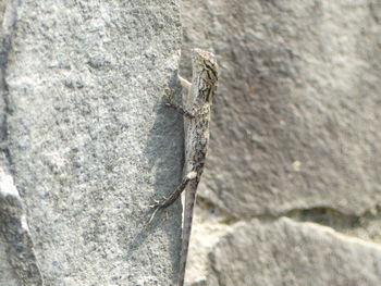Close-up of lizard