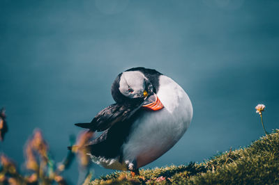 Bird on white background