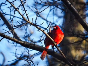 Low angle view of a bird perching on branch