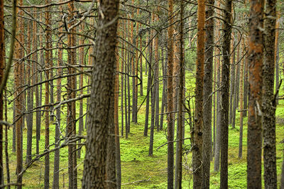 Pine trees in forest