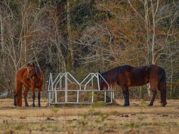 Horses snacking