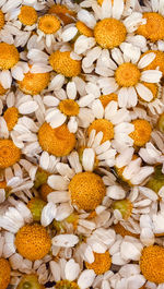 Full frame shot of white flowering plants