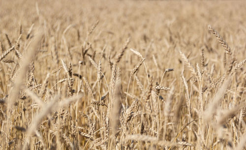 Full frame shot of wheat field