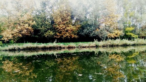 Scenic view of lake in forest