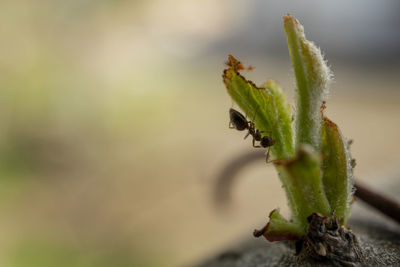 Close-up of plant