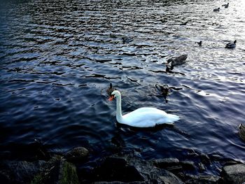 High angle view of swan swimming in lake