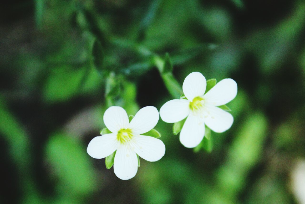 flower, fragility, freshness, petal, white color, growth, close-up, flower head, beauty in nature, focus on foreground, white, springtime, in bloom, nature, blossom, botany, plant, blooming, day, bunch of flowers, pollen, softness, flowering plant, no people, bloom