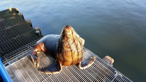 High angle view of seal on jetty by lake