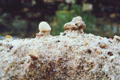 Close-up of mushrooms on rock