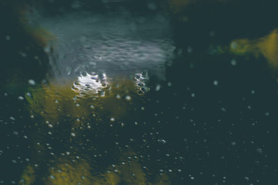 Close-up of turtle in water