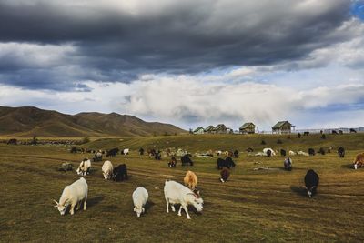 Goats grazing on field against cloudy sky