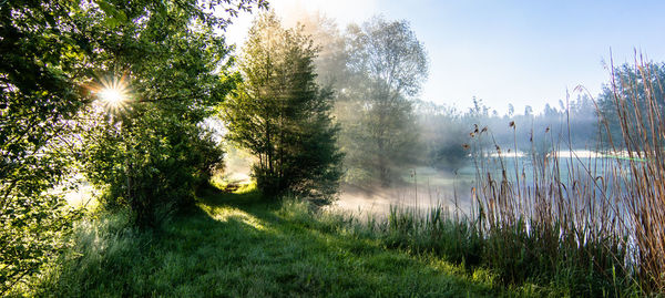 Trees on field against sky