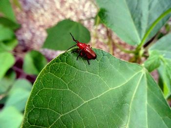 Close-up of insect on leaf