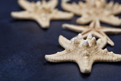 High angle view of starfish on table