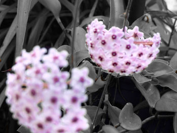Close-up of pink flowers blooming outdoors