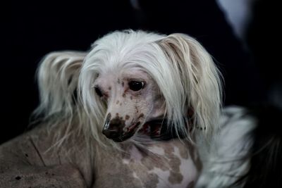 Close-up portrait of dog sitting against black background