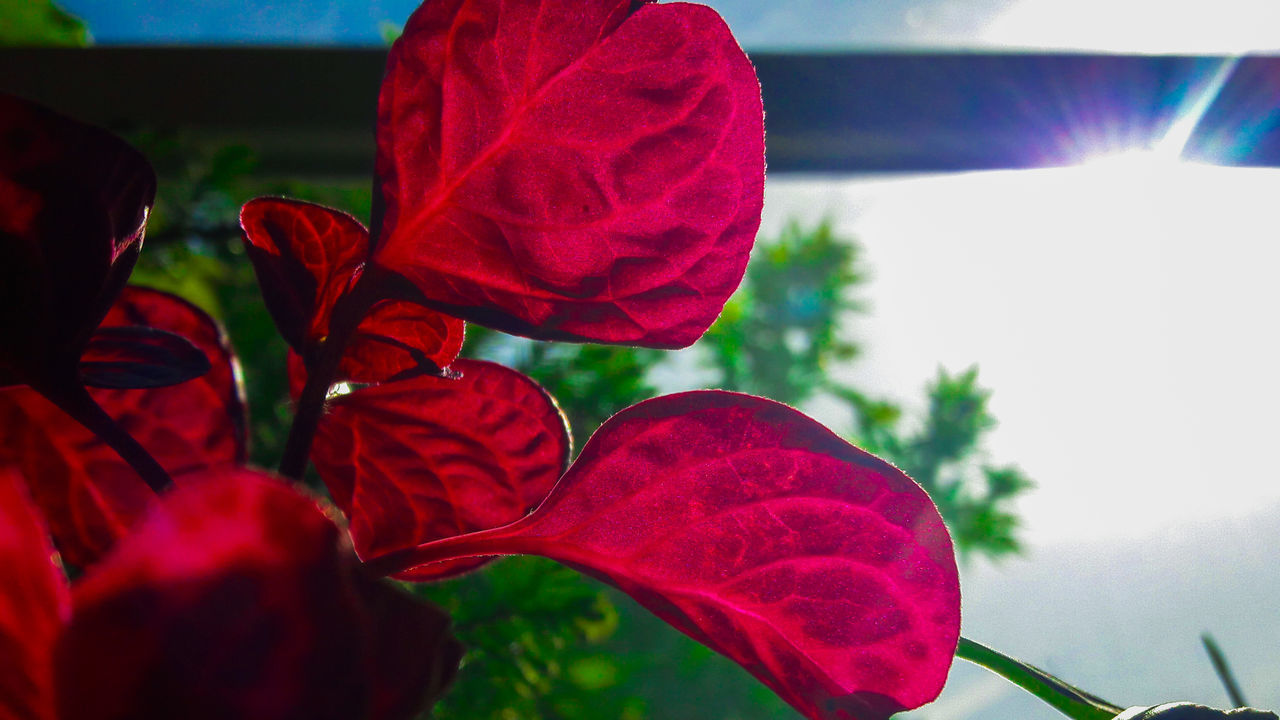 CLOSE-UP OF RED ROSE