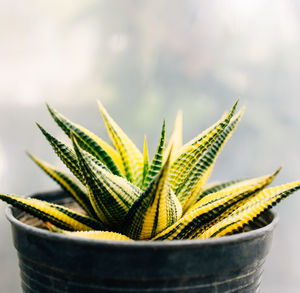 Close-up of succulent plant