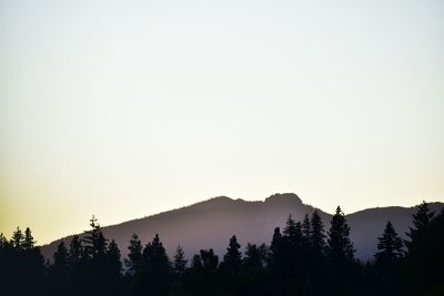 Silhouette trees in forest against clear sky