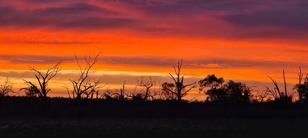 Silhouette trees on field against dramatic sky during sunset