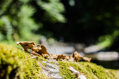 Close-up of lizard on rock