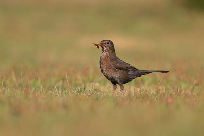 Close-up of bird perching on grass