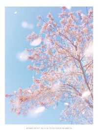 View of cherry tree against sky