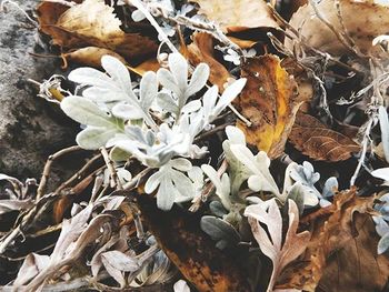 Close-up of leaves