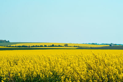 Scenic view of oilseed rape field against clear sky