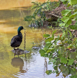 Duck swimming in lake