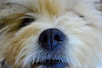 Close-up of dog indoors